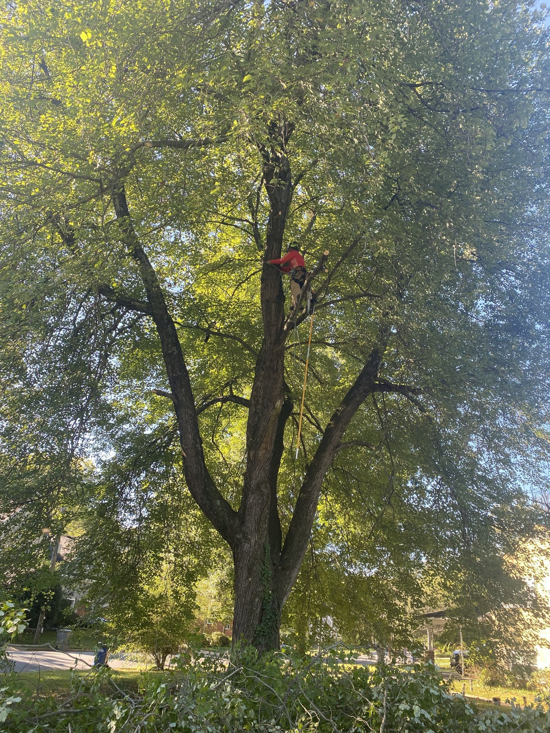 Tall tree in a sunlit green field, with a person in a red shirt climbing the trunk.
