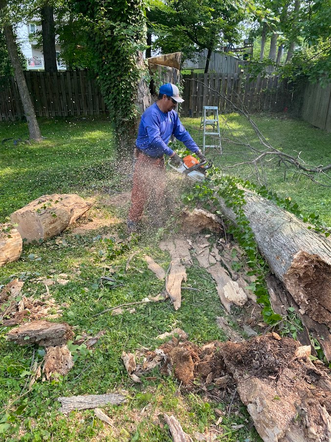 Person in blue jacket and cap cutting a fallen tree trunk with a chainsaw in a backyard.
