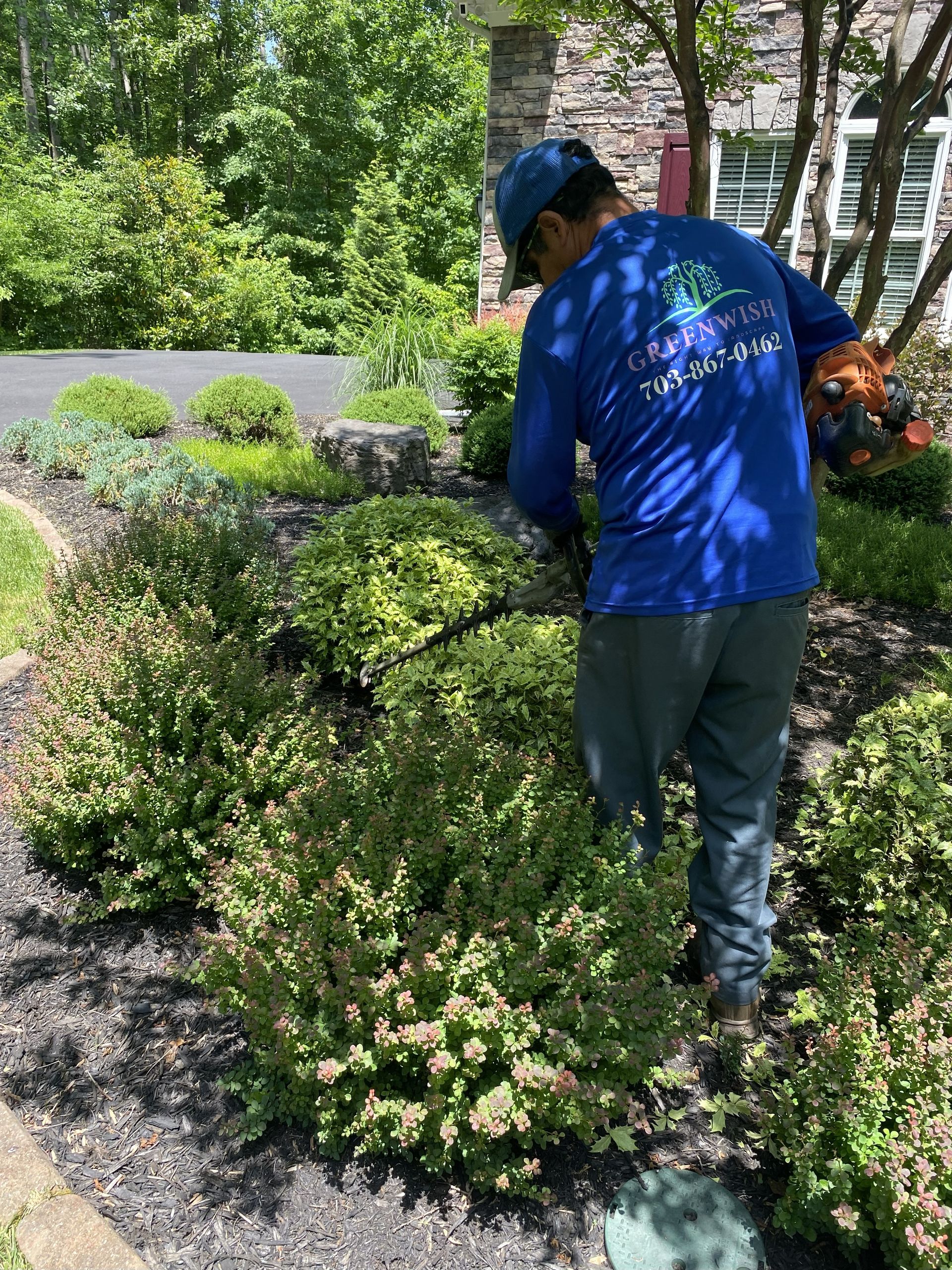 A worker in a blue shirt uses power hedge trimmers to prune a green shrub in a residential garden bed with dark mulch.