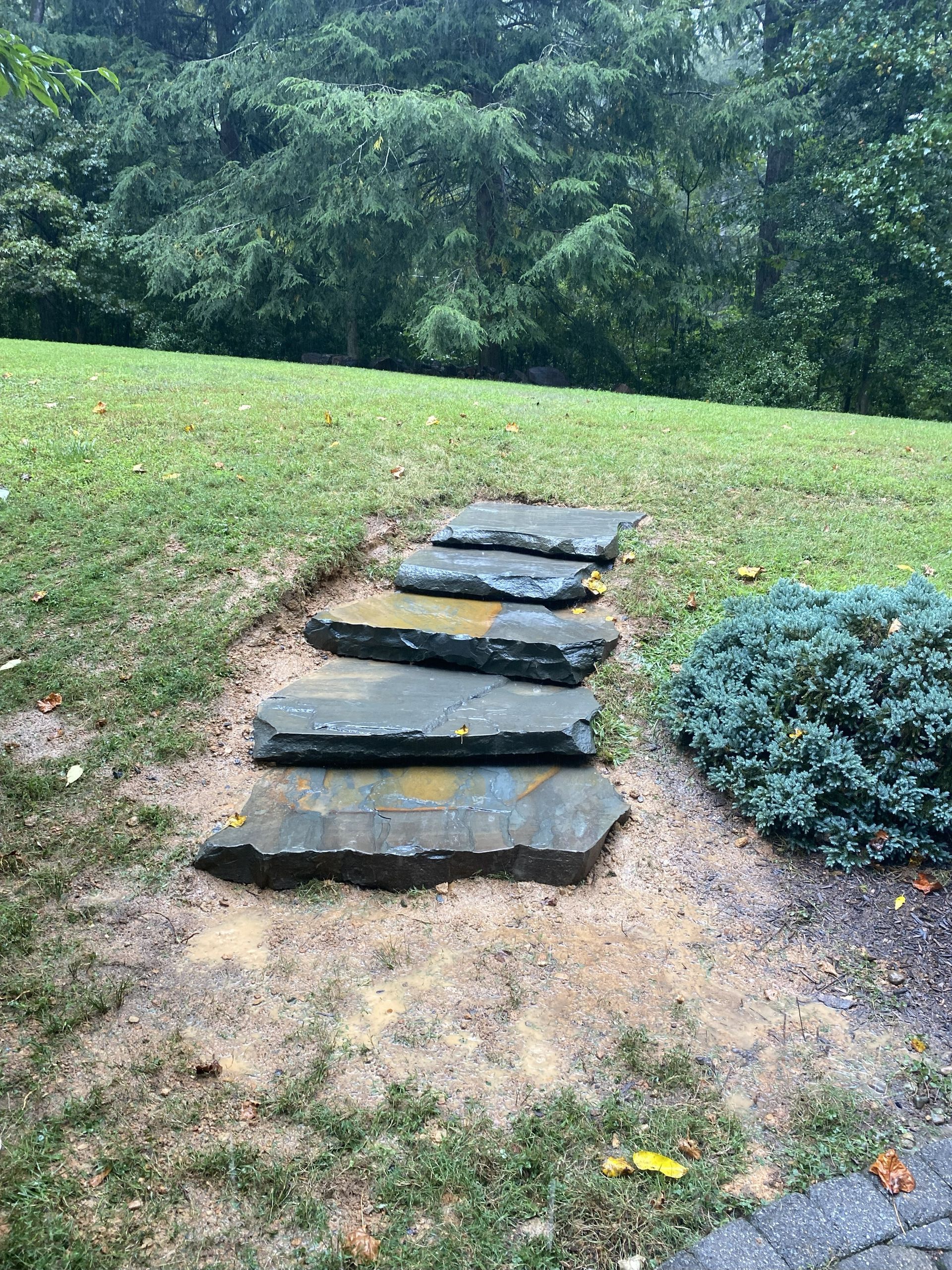 A set of five gray stone steps embedded in a grassy lawn leading up a small hill near a blue evergreen shrub.