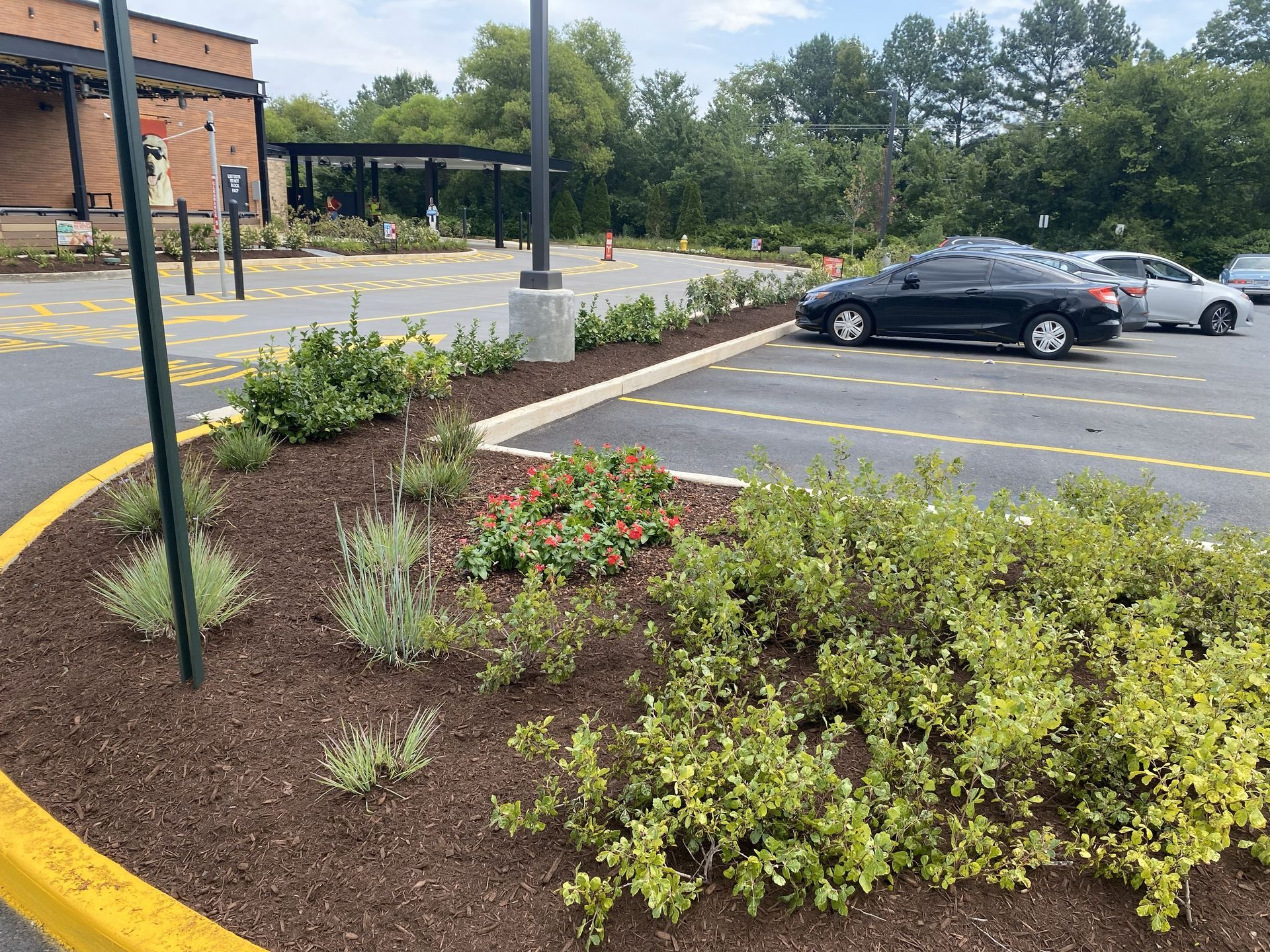 A landscaped mulch garden bed with small green shrubs and flowers, bordering a parking lot with several parked cars.