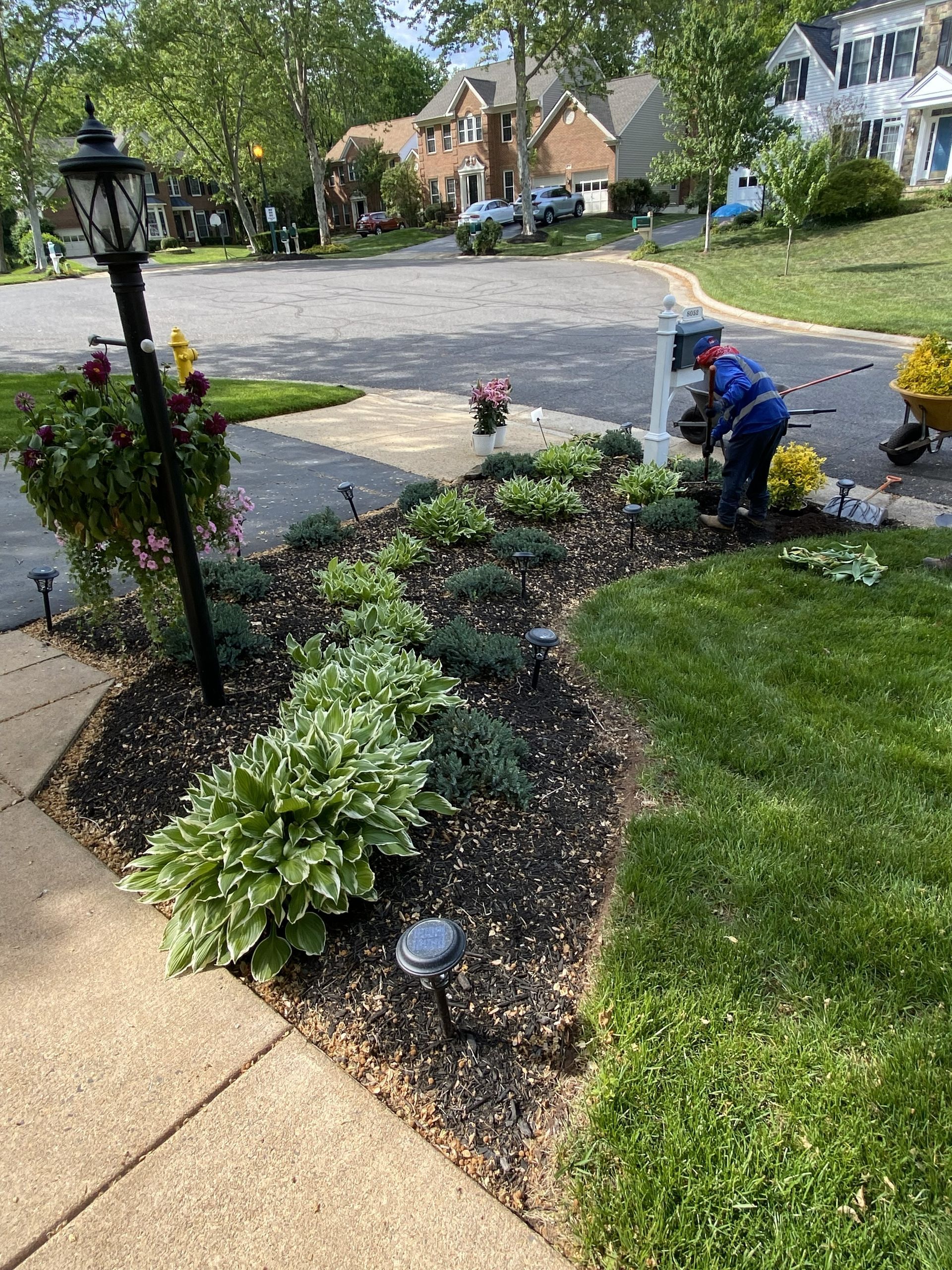 Person kneeling in a flower bed, planting flowers beside a sidewalk and front yard.
