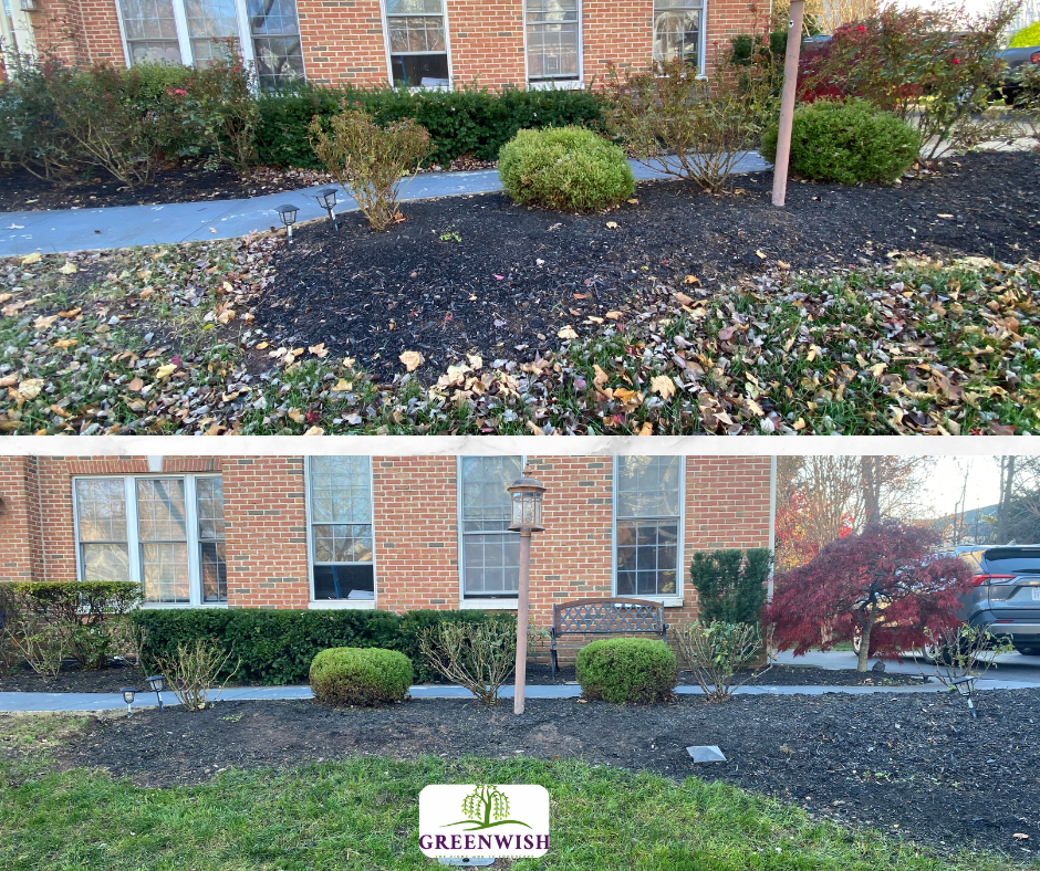 Before and after comparison of a residential front yard landscaping project featuring fresh mulch and trimmed shrubs.