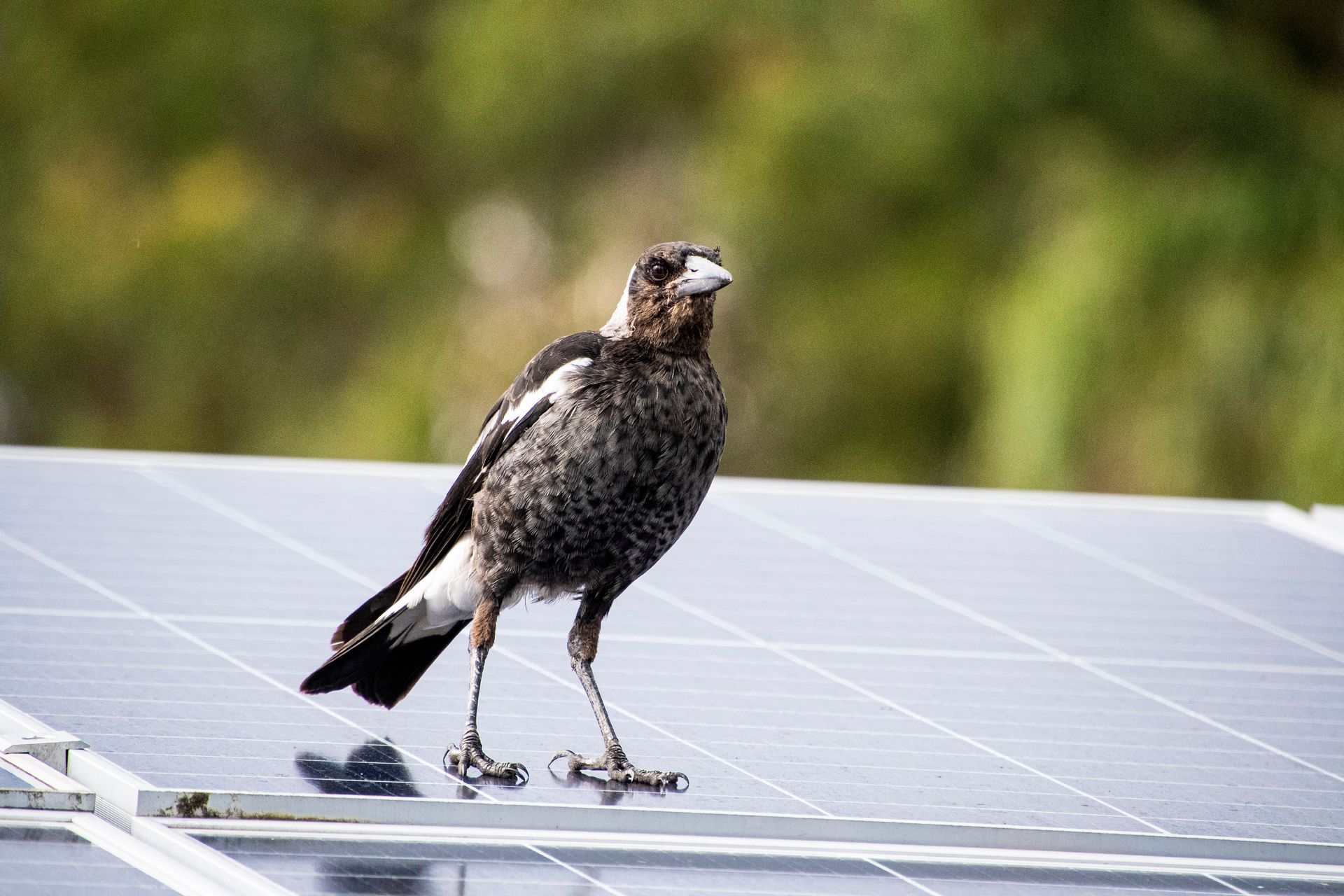 A young Australian magpie standing on a solar panel.