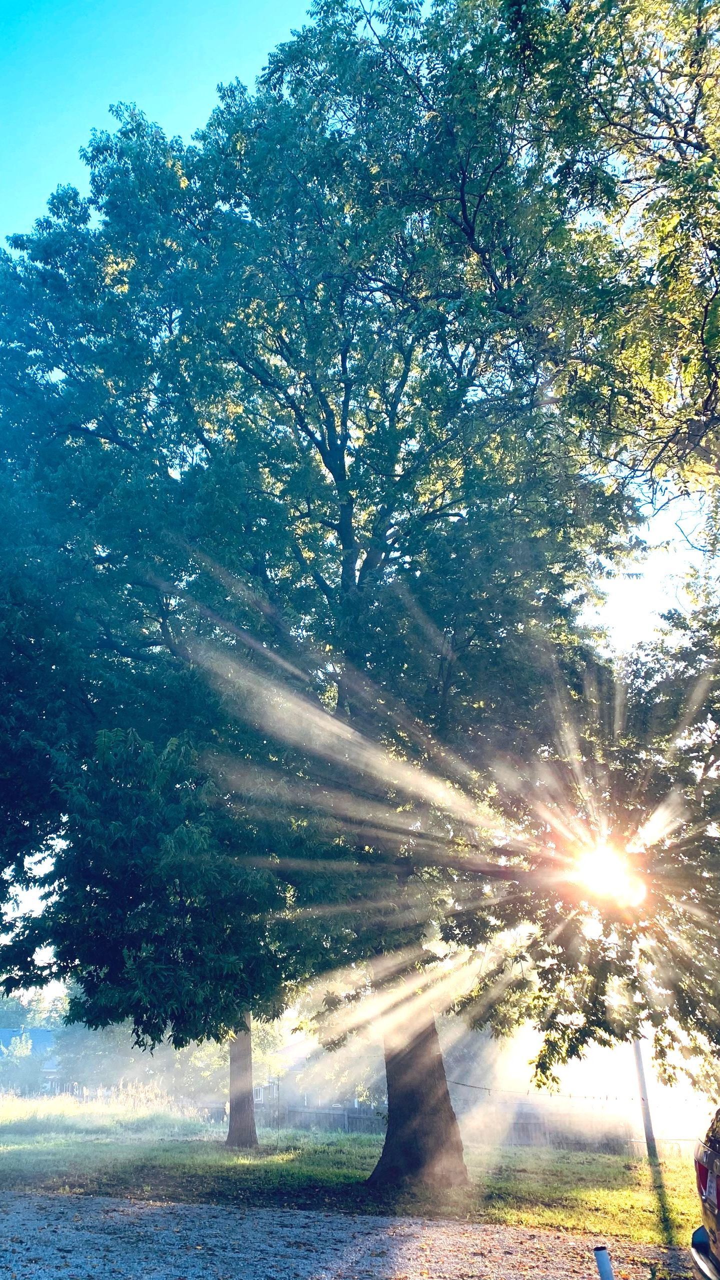 The sun is shining through the branches of a tree