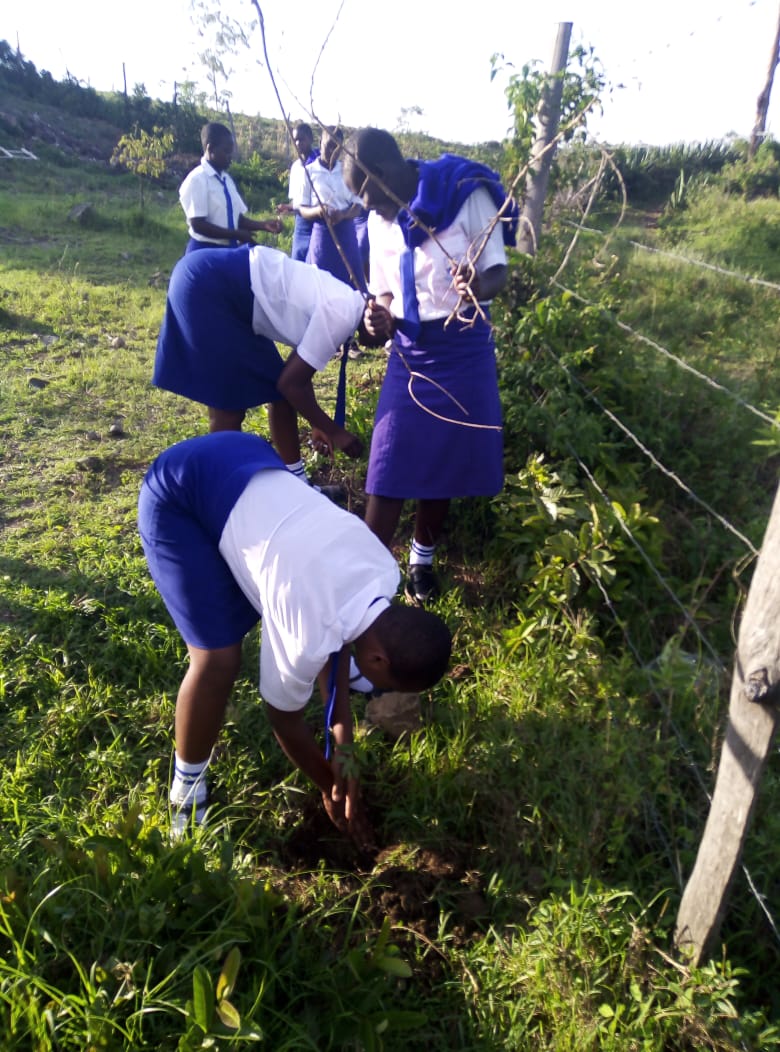 Students in blue-and-white uniforms bending over plants in a grassy field, working outdoors with tools.