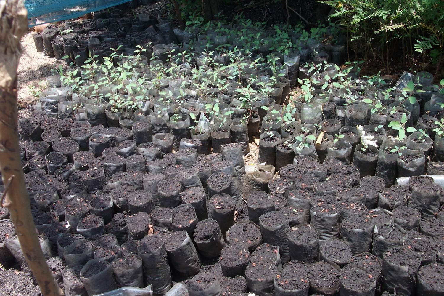 Rows of young seedlings growing in black nursery bags in a shaded outdoor area