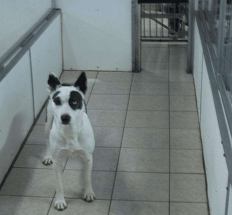 dog with black spots — doggy daycare in Dallas, dog with black spots — doggy daycare in Dallas,
