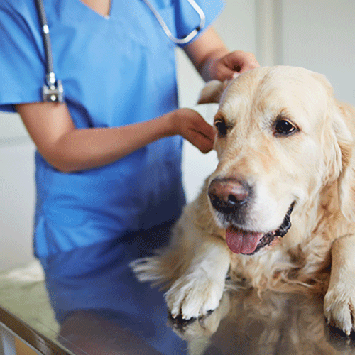 lab on vet table