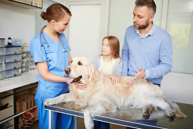 cute dog with vet