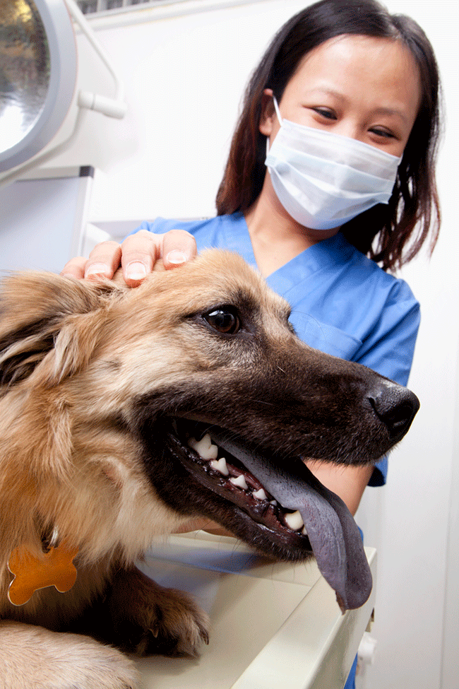 really cute dog with vet