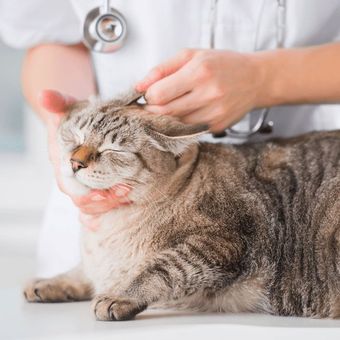 cat with vet