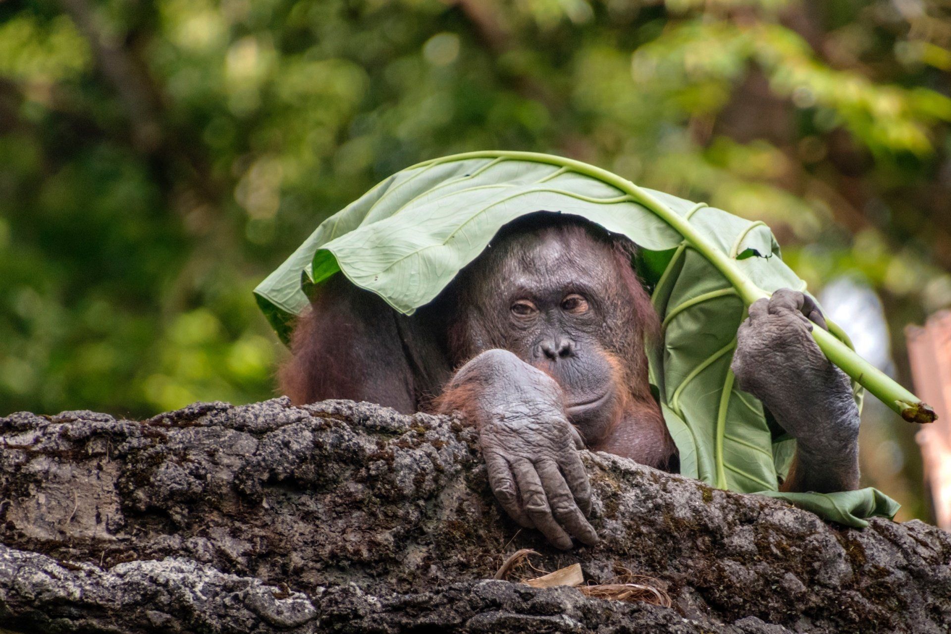 link naar reis informatie noord-sumatra