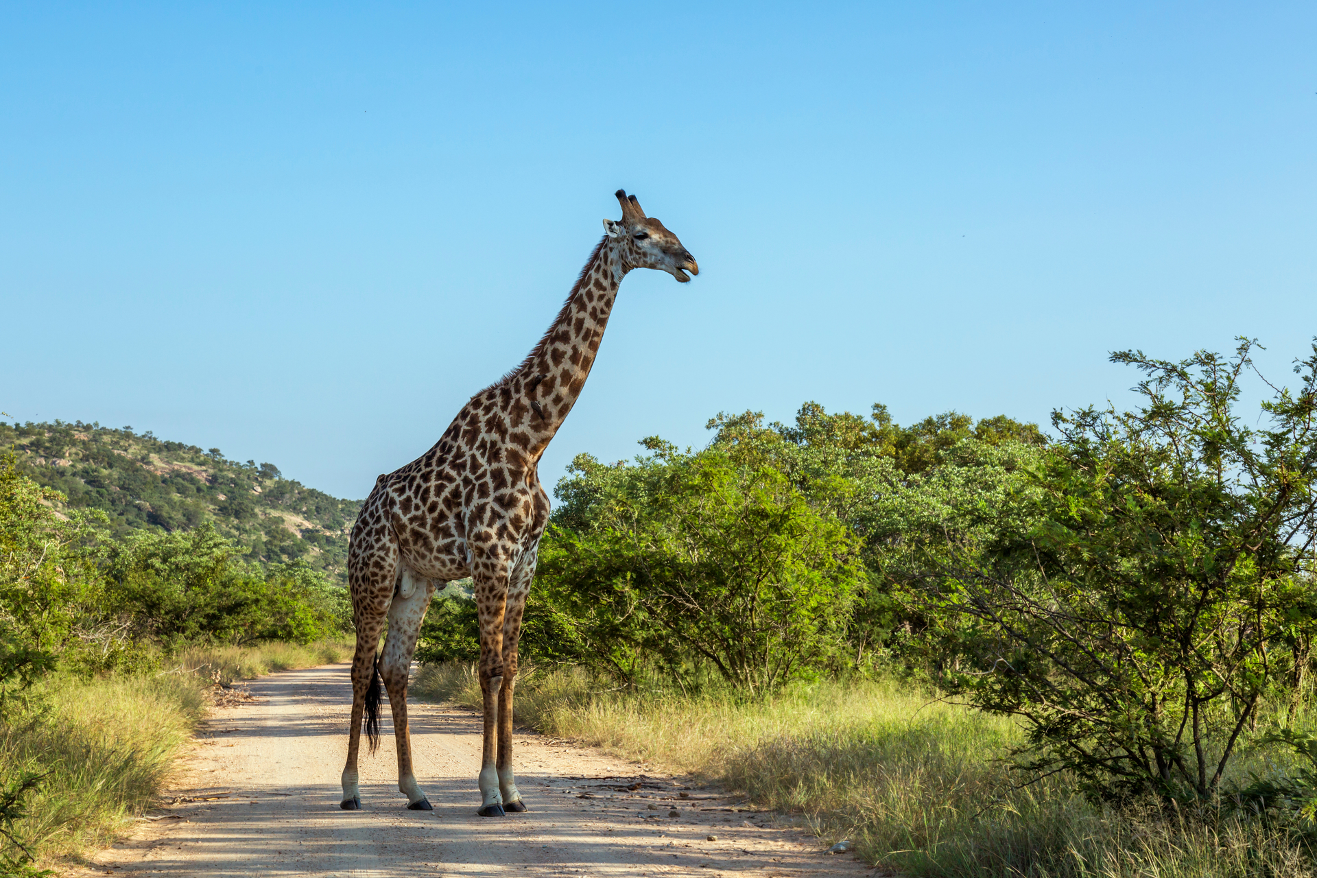 Een giraffe staat op een zandpad, omringd door groene struiken en bomen, tegen een blauwe hemel.