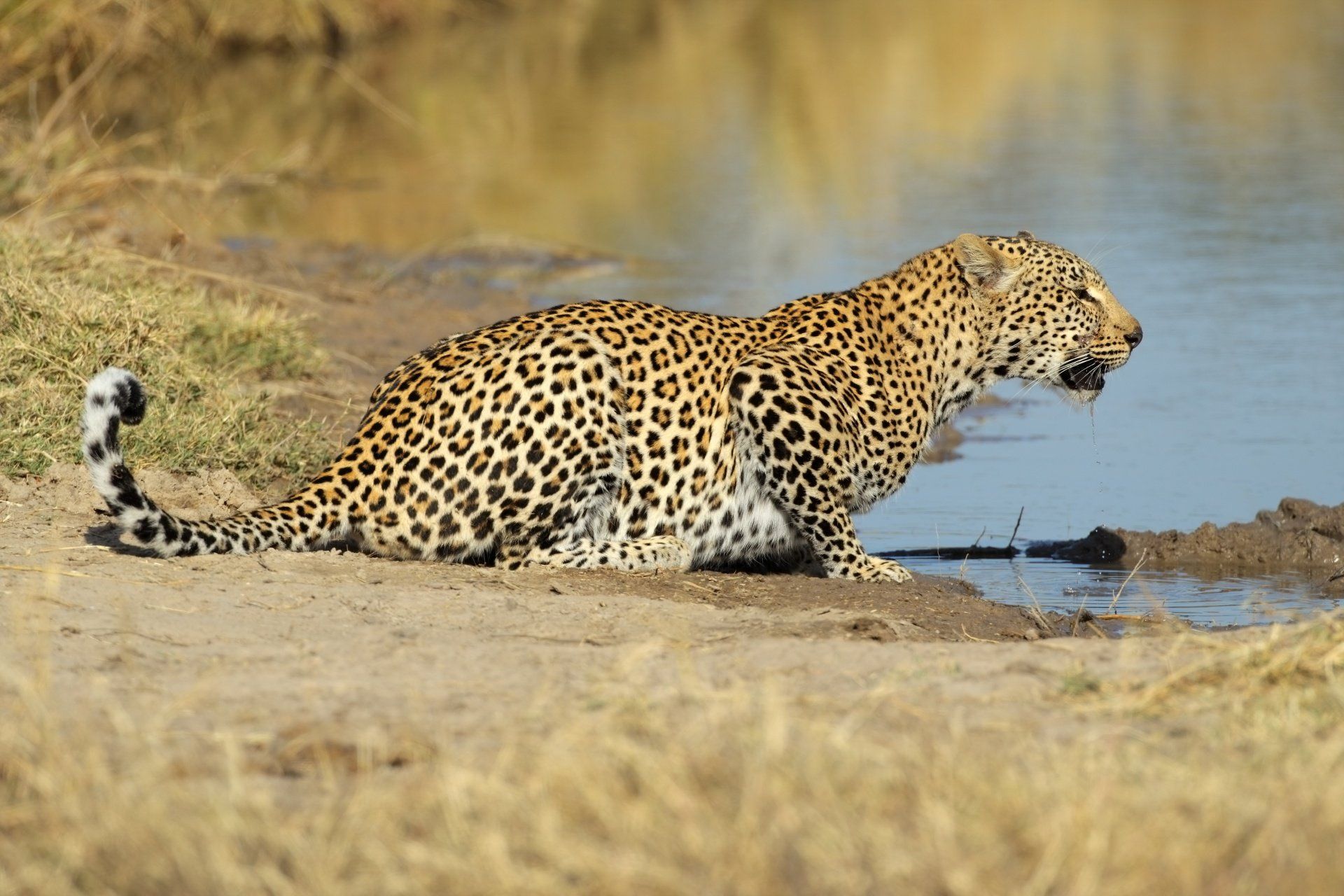Luipaard drinkt uit een waterpoel, bruine gevlekte vacht, gekrulde staart, buiten in het zonlicht.