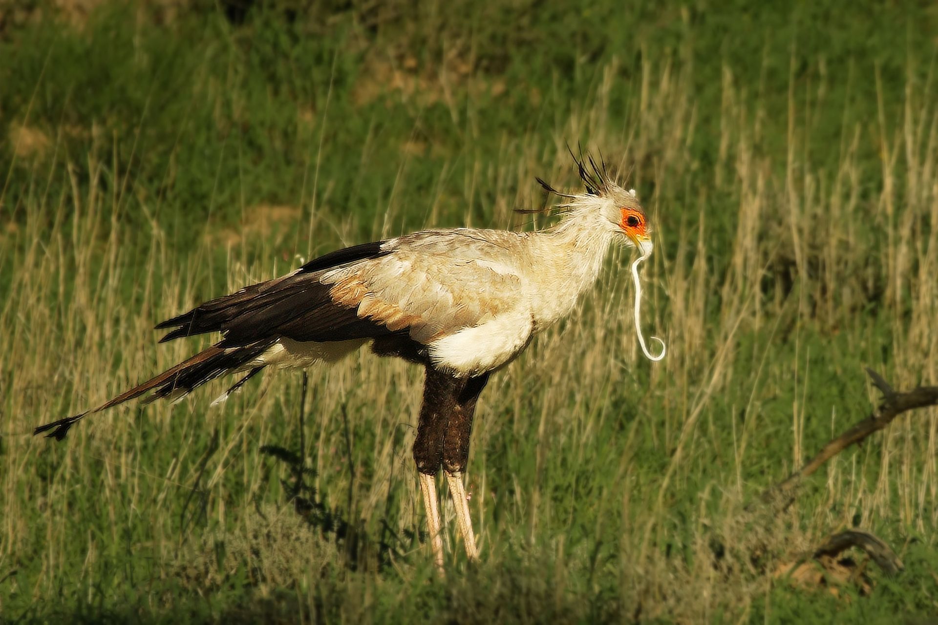 Een secretarisvogel met een slang in zijn bek, staand in het hoge gras.