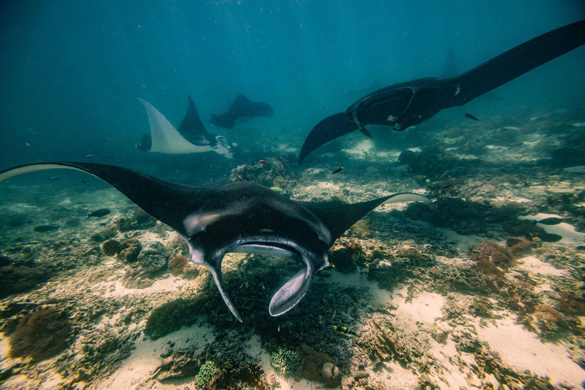 Manta's zwemmen in turkoois water boven een koraalrif.