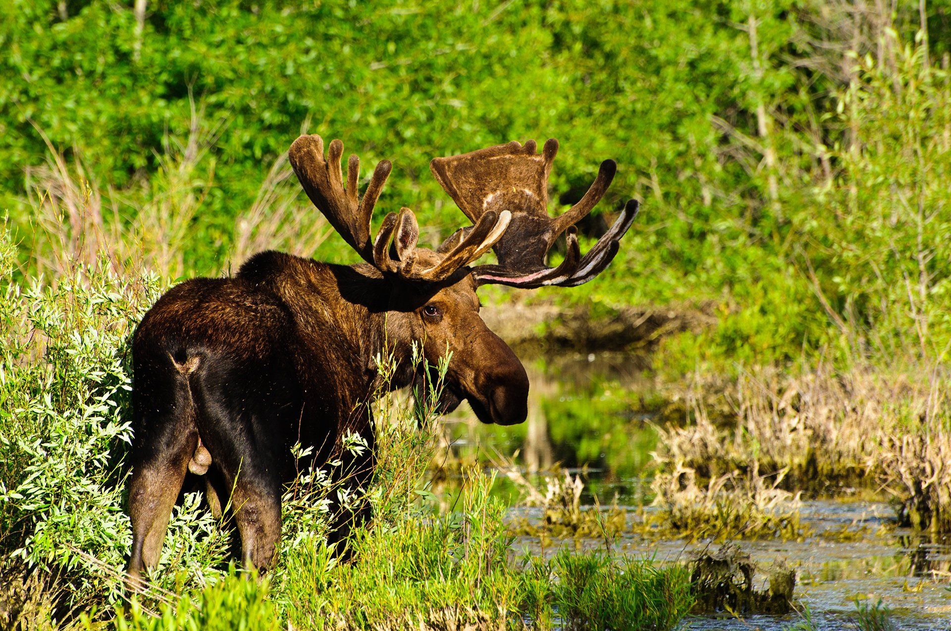 Elk staand in het water, bruine vacht, groot gewei, groene vegetatie op de achtergrond.