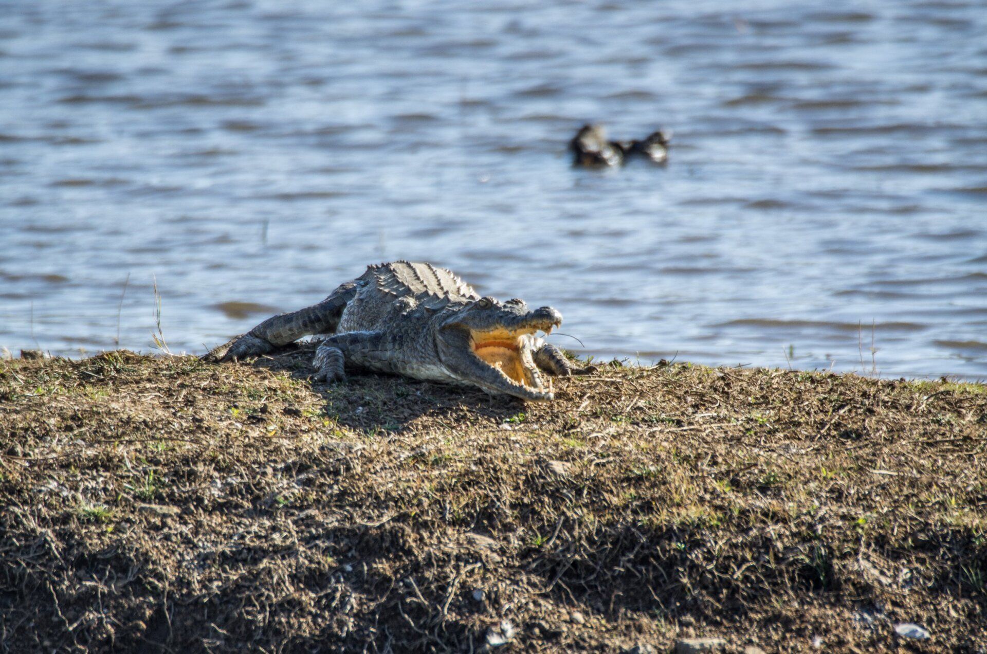 Krokodil met open bek op de rivieroever, eenden op de achtergrond.
