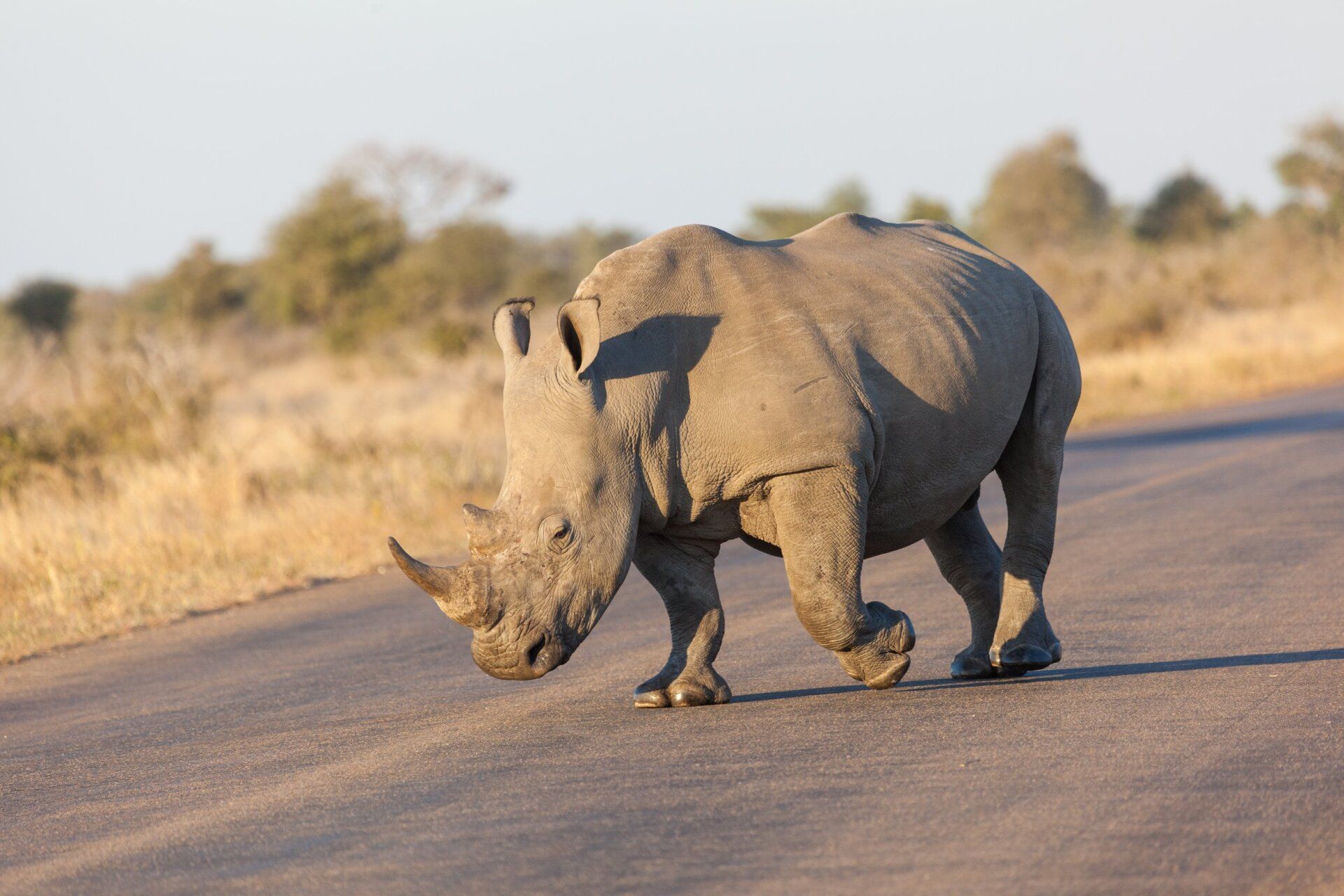 Een neushoorn loopt over een geplaveide weg in een savanne.