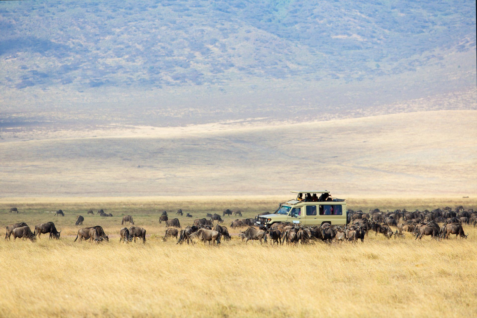Een safarijeep rijdt door een kudde gnoes op een open vlakte, met in de verte een beboste heuvel.