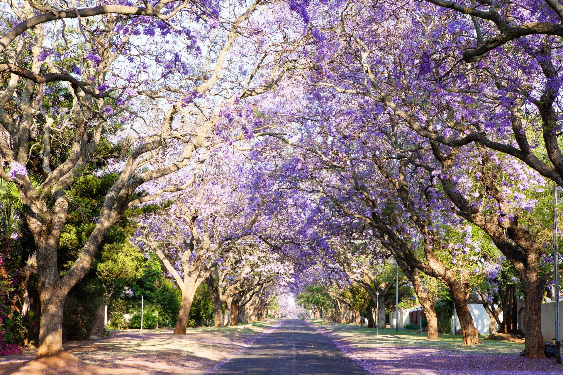 De straat is omzoomd met bloeiende jacarandabomen, waarvan de paarse bloemen een bladerdak vormen.