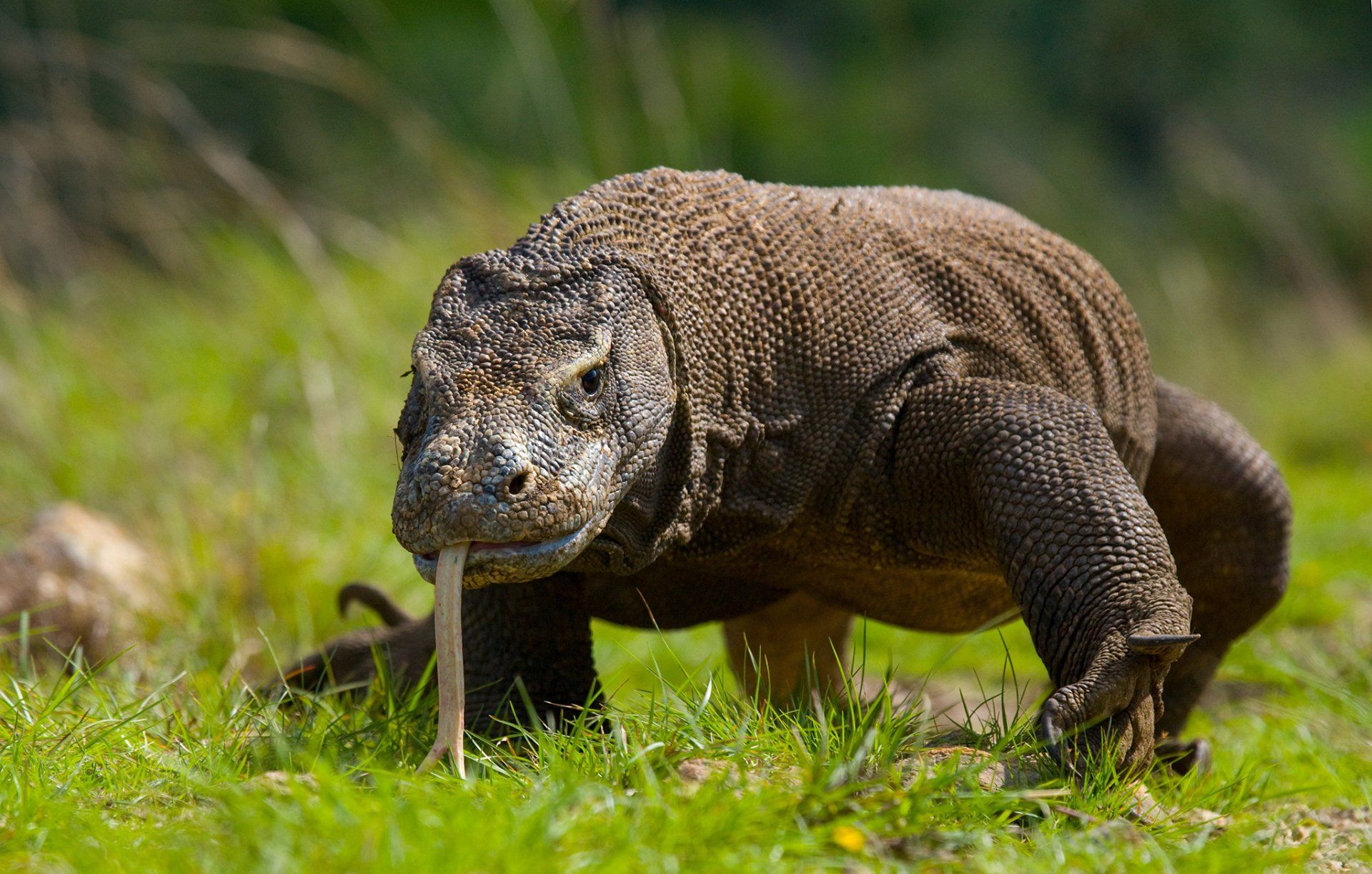 foto komodo varaan
