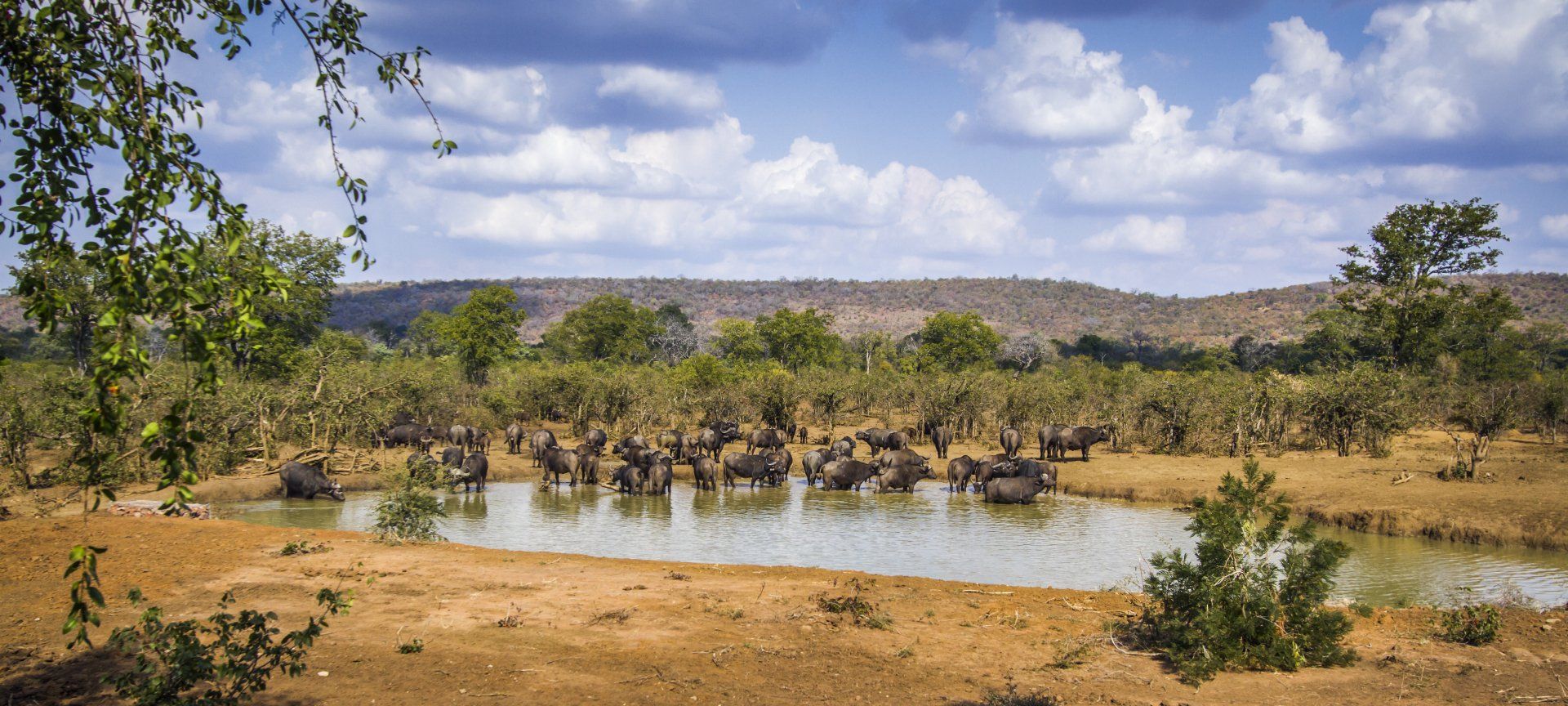 Een kudde olifanten drinkt bij een waterpoel in een savannelandschap onder een bewolkte hemel.