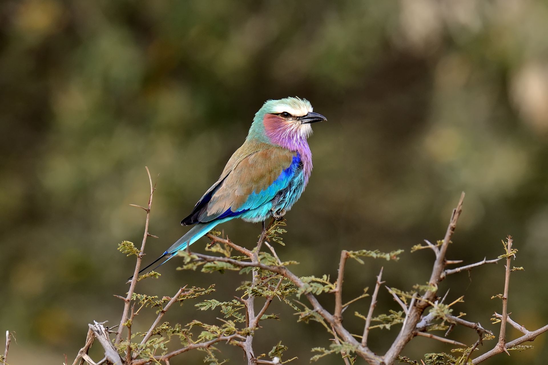 Een paarsborstrolvogel zit op een tak, met een levendig blauw, paars en bruin verenkleed, tegen een wazige groene achtergrond.