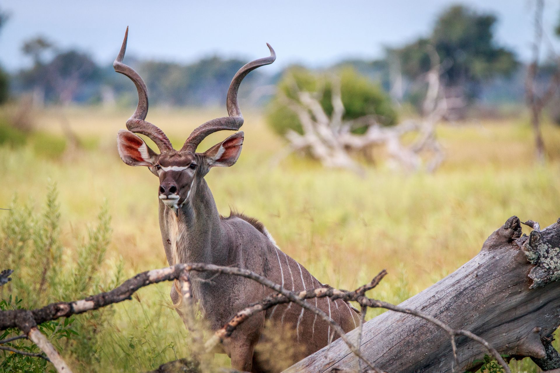 Koedoe met grote, spiraalvormige hoorns in een grasveld bij een omgevallen boom.
