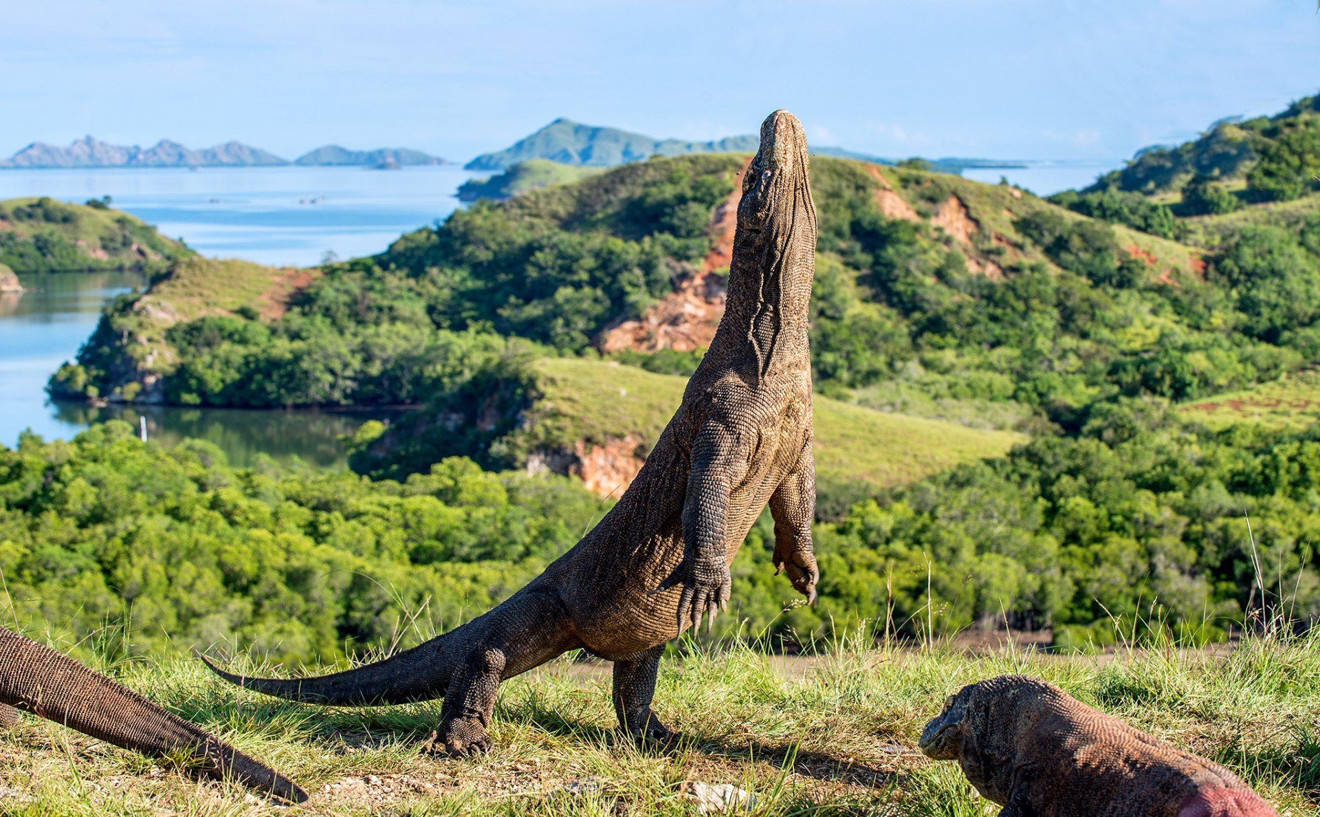 Een komodovaraan die zich opricht op een heuvel, met uitzicht op de oceaan en de eilanden.