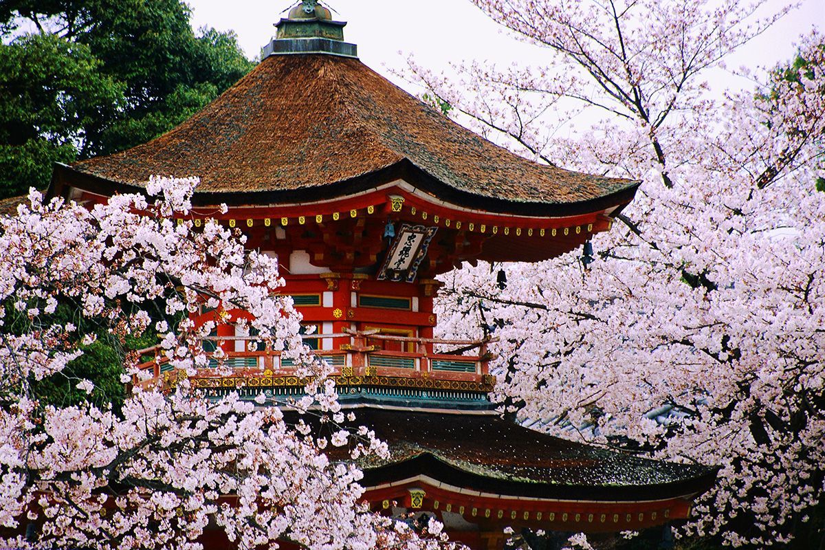Japanse pagode omringd door bloeiende kersenbloesems.
