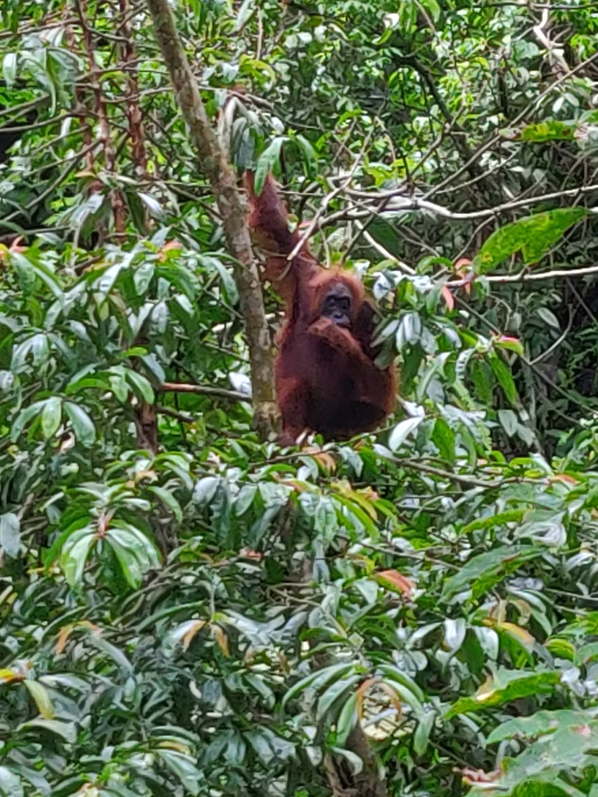 Een orang-oetan hangt aan een boomtak, omringd door weelderig groen gebladerte.