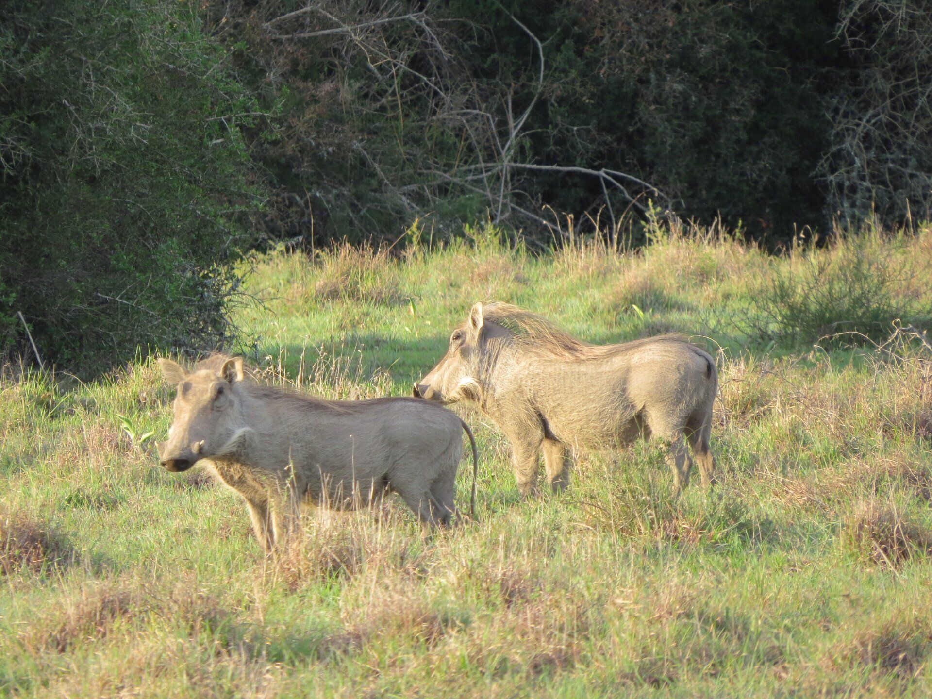 foto zwijnen Bukela Game Lodge