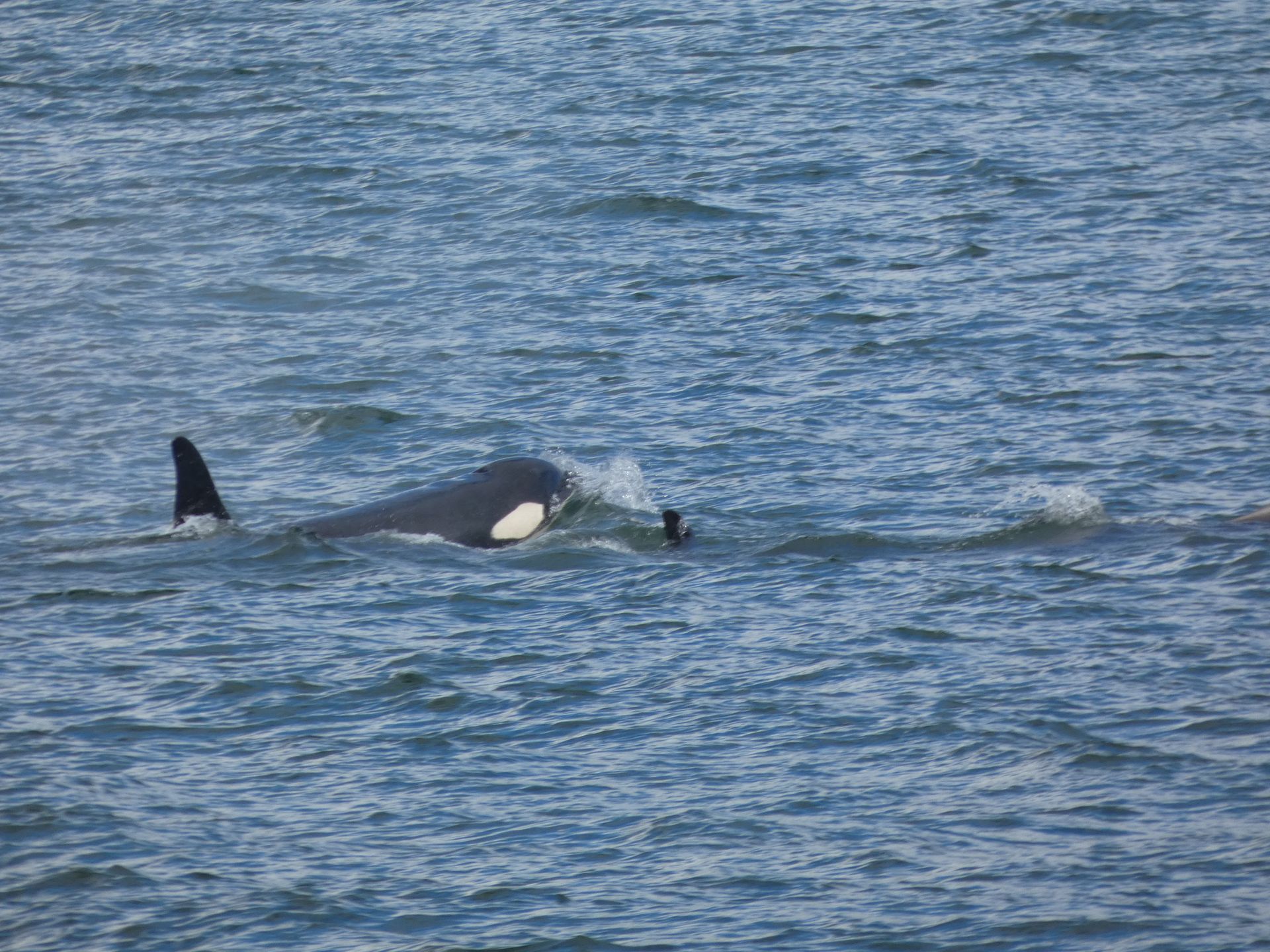 orka met jong