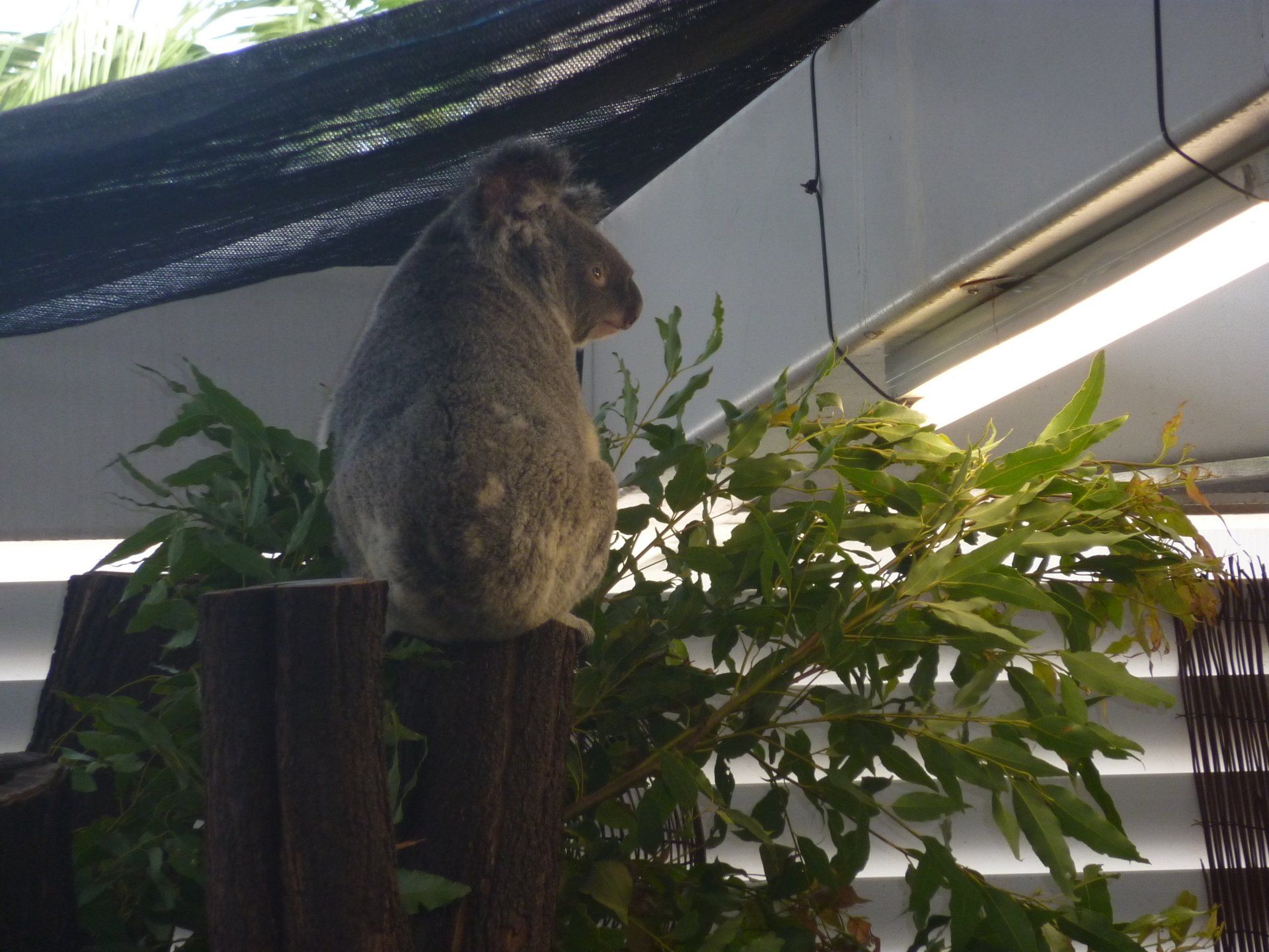 Een koala zit op een houten paal en kijkt weg van de camera. Omringd door groen gebladerte.