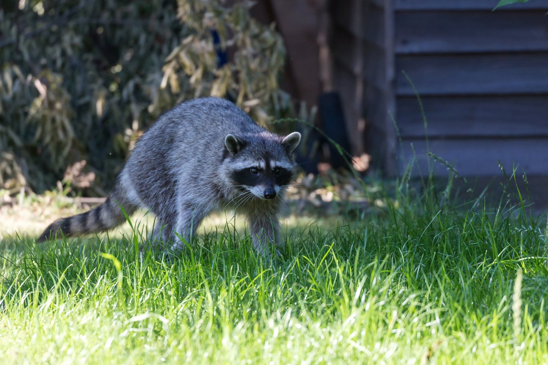 Wasbeer met grijszwarte vacht staat in het groene gras bij een houten constructie.