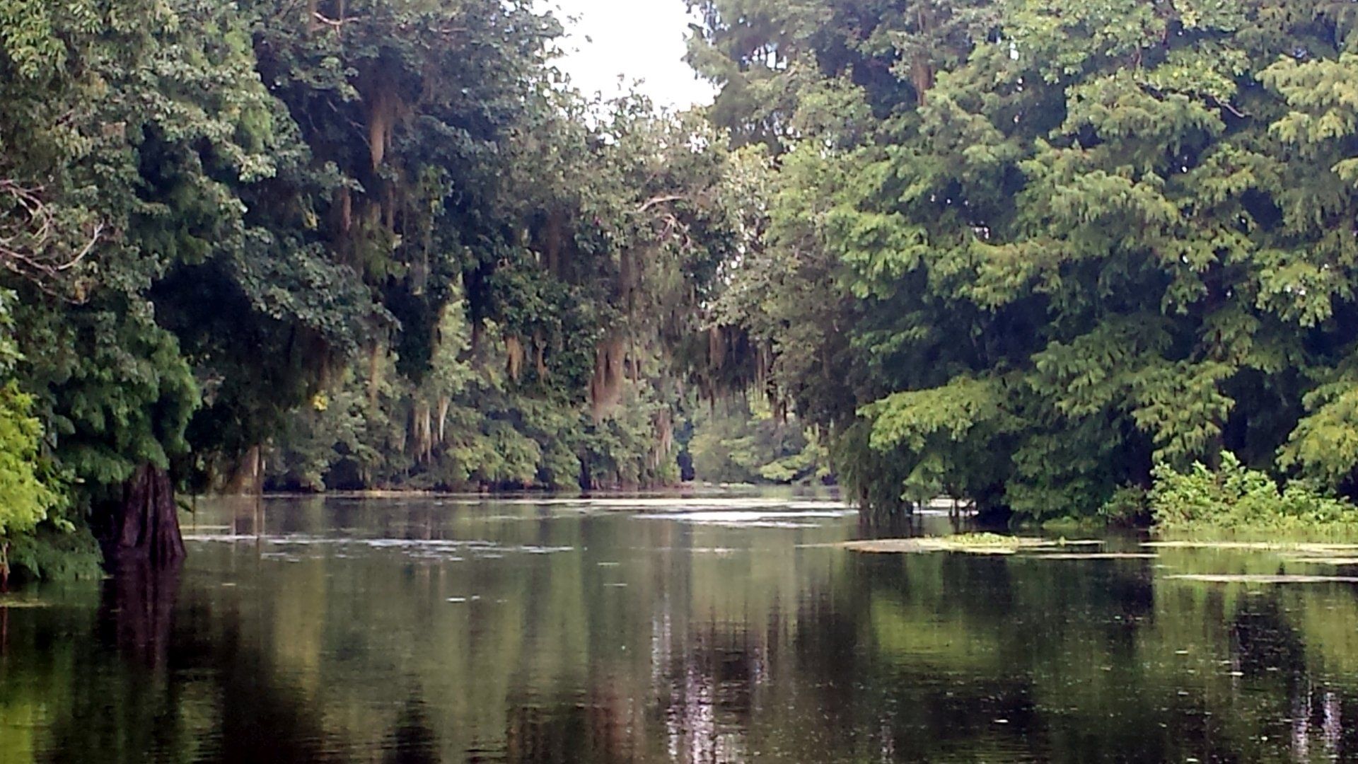 Donker water waarin bomen, sommige met hangend mos, weerspiegeld worden, in een moeras of bayou.