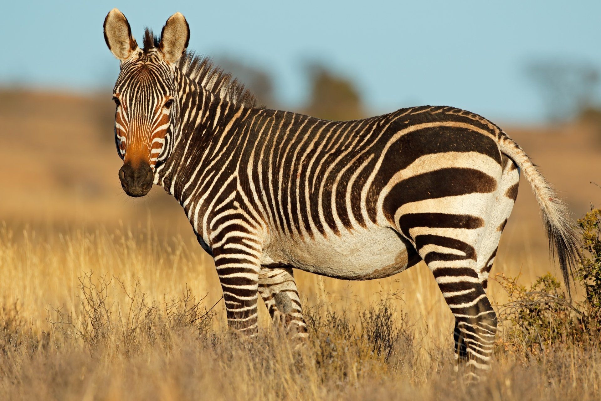 Zebra met zwart-witte strepen, staand in hoog, droog gras in een veld.