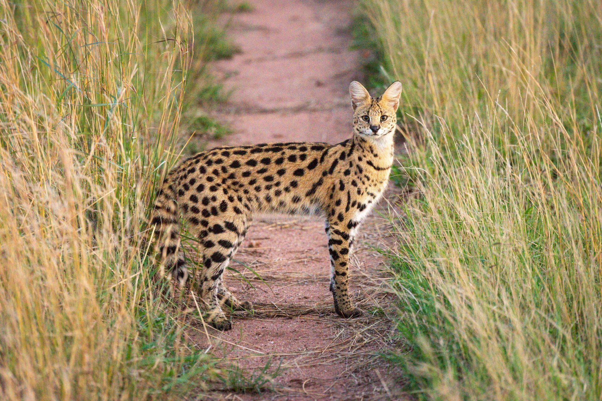 Een serval met een gevlekte vacht staat op een zandpad in het hoge gras en kijkt voor zich uit.