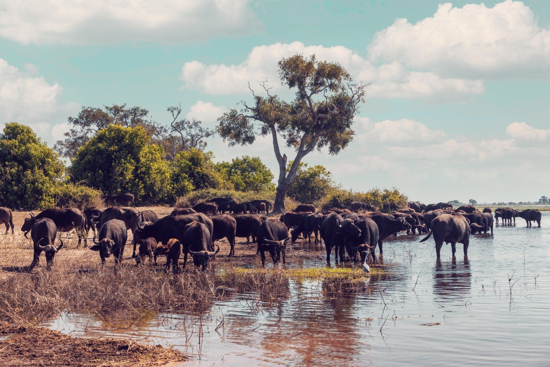 Een kudde Afrikaanse buffels drinkt en staat in het water nabij de kustlijn onder een blauwe hemel.