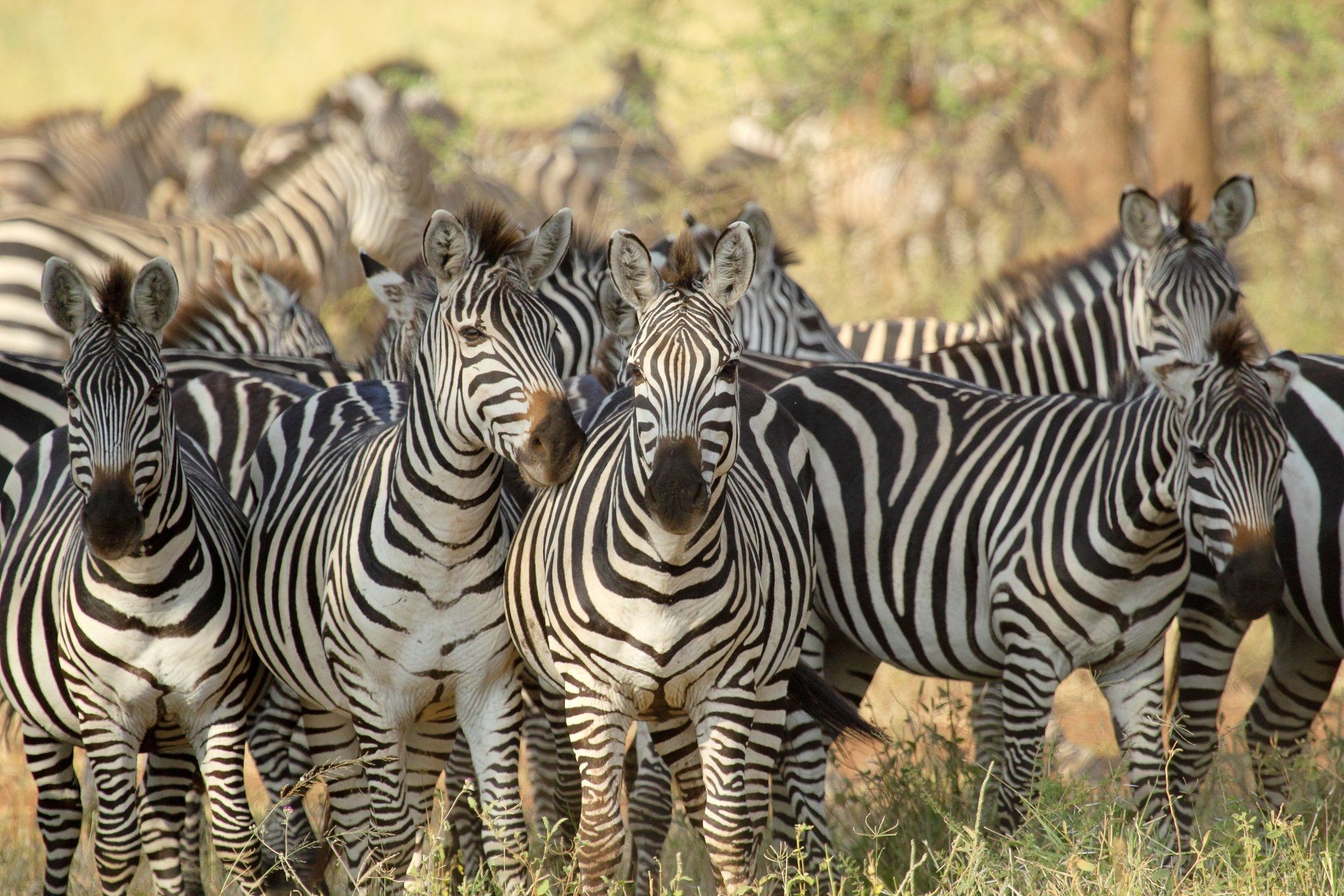 Zebra's in een groep, zwart-wit gestreept, kijkend naar voren, gras op de voorgrond, zonnige buitenomgeving.