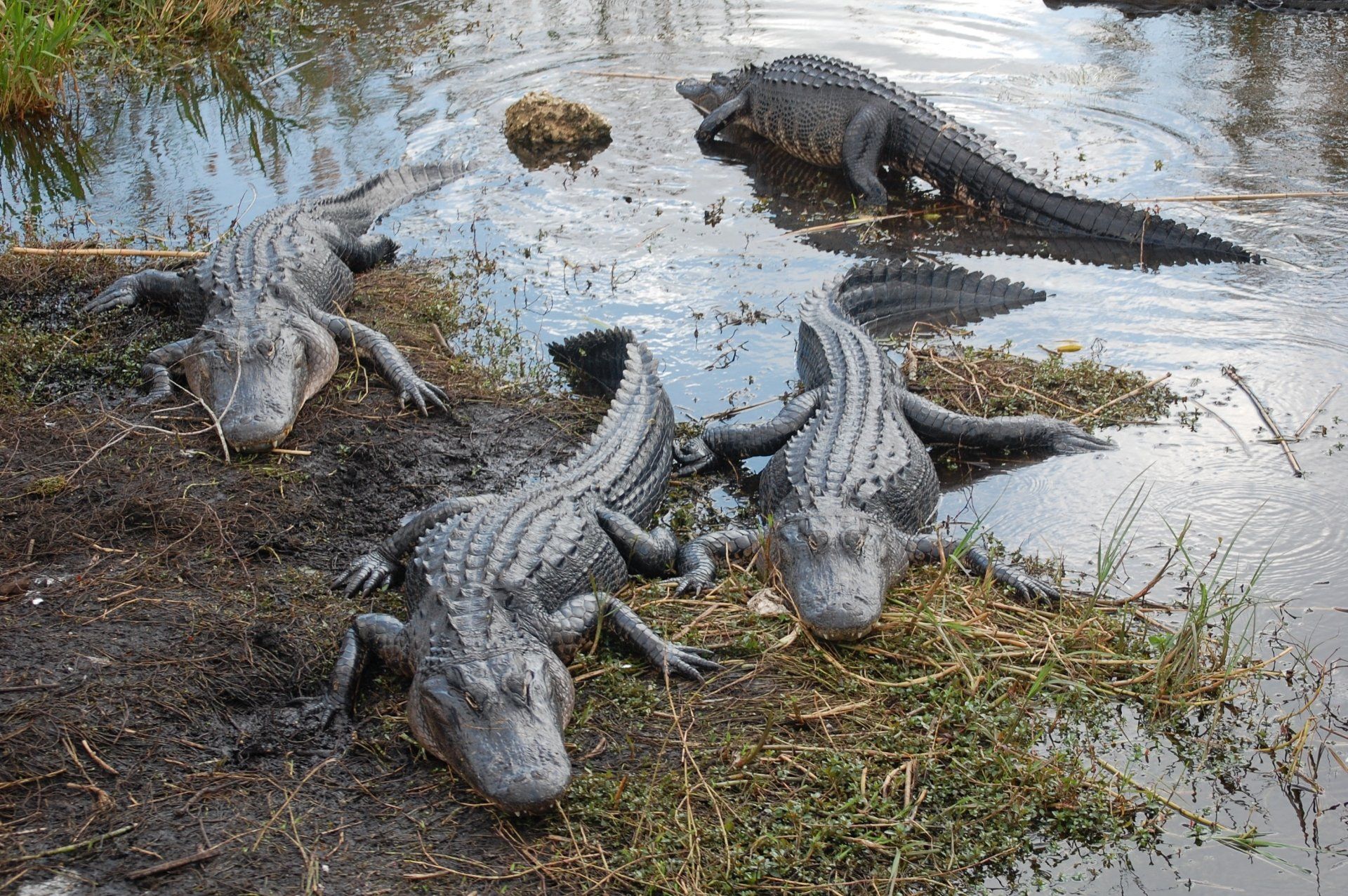 Alligators liggen te zonnebaden in het ondiepe water, sommige op de modderige oever.