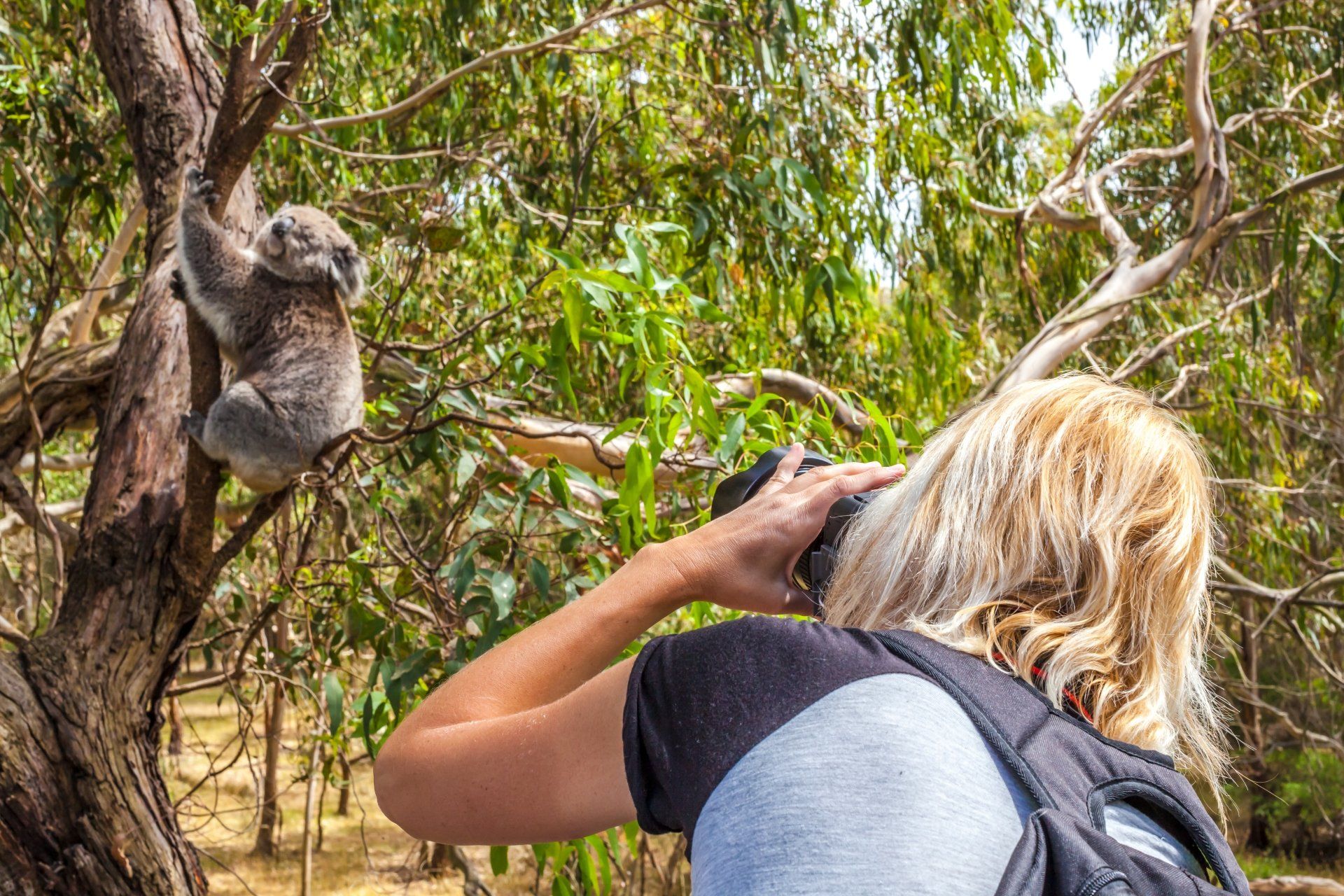 Vrouw die een foto maakt van een koala in een boom.