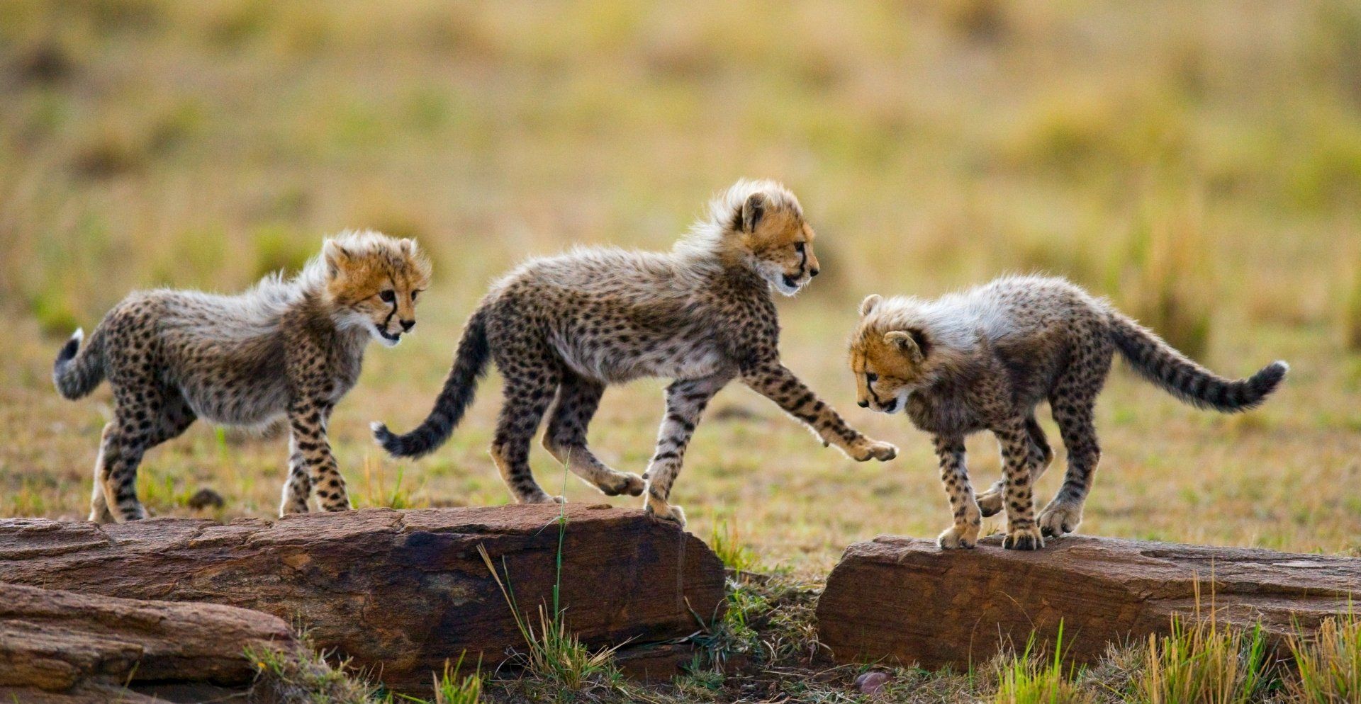Drie jonge cheeta's spelen op een boomstam in een grasveld.