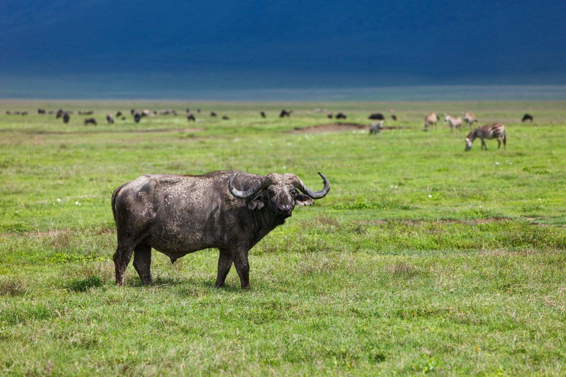 Een Afrikaanse buffel staat in een groen veld, andere dieren grazen in de verte. Blauwe lucht erboven.