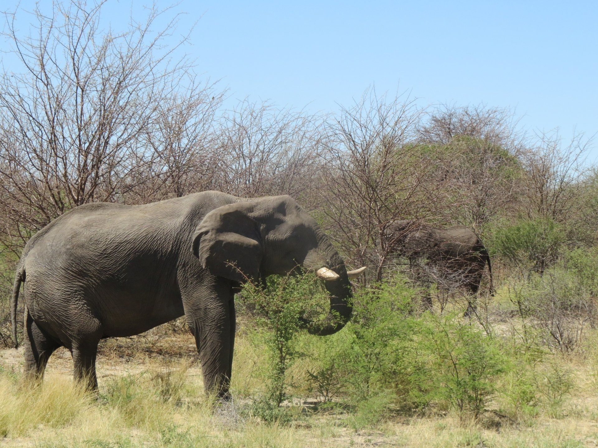 Een olifant eet bladeren in een grasrijke, zonnige savanne; een andere olifant is op de achtergrond te zien.