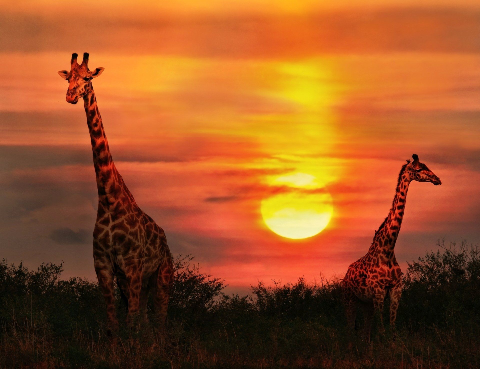 Twee giraffen afgetekend tegen een levendige oranje en gele zonsondergang in de savanne.