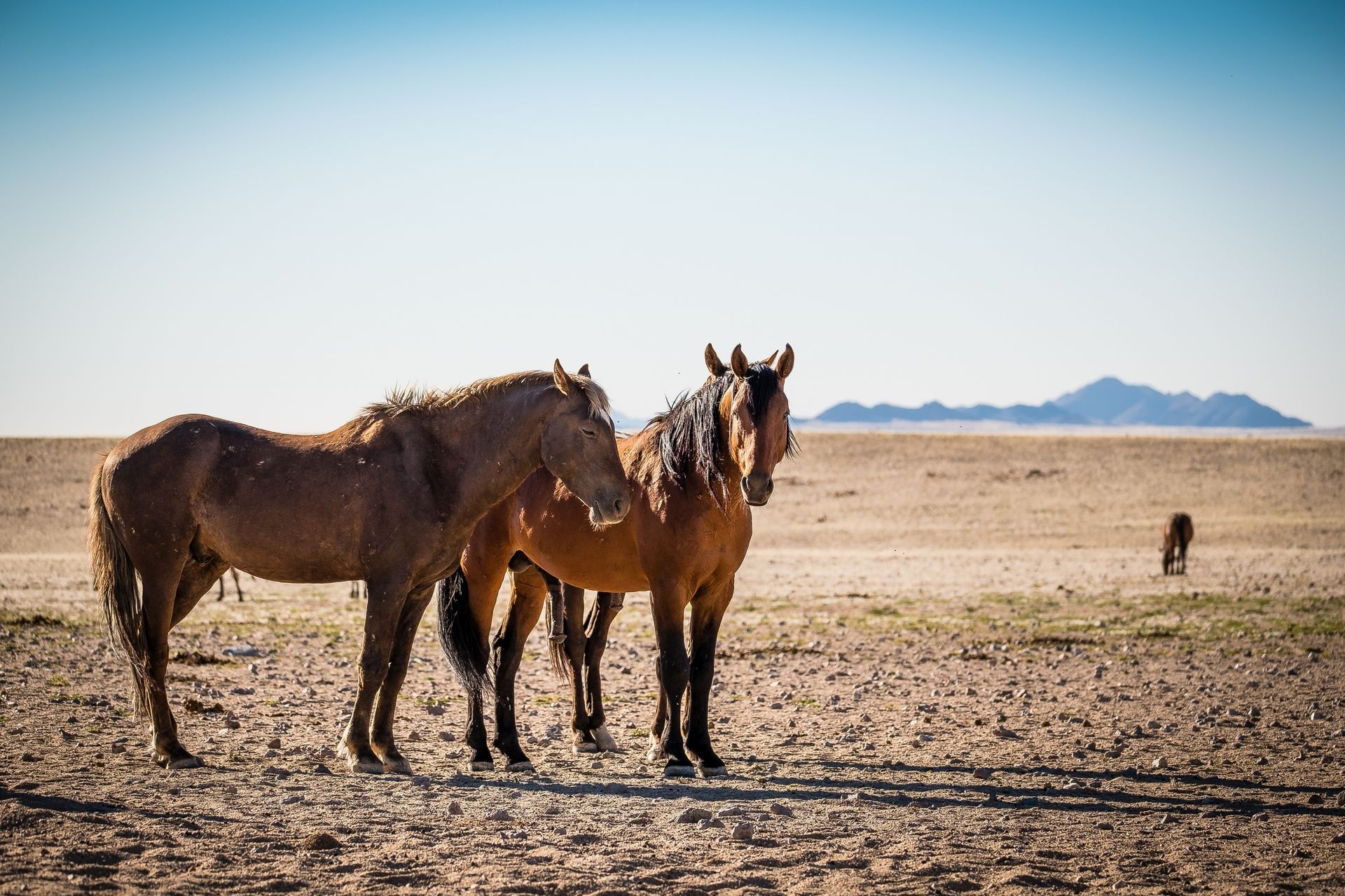 Twee bruine paarden staan in een droog woestijnlandschap onder een helderblauwe hemel.