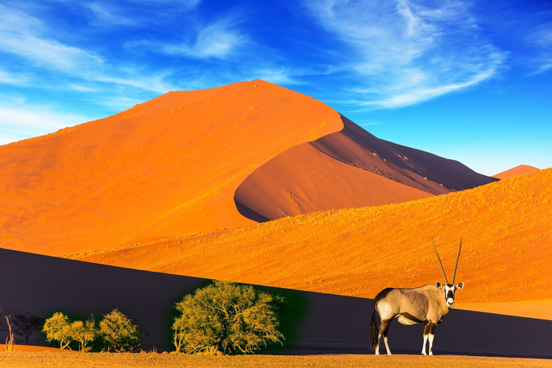 afbeelding gemsbok op zandduin Namibia